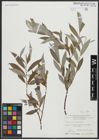 Foto von Salix alba L.